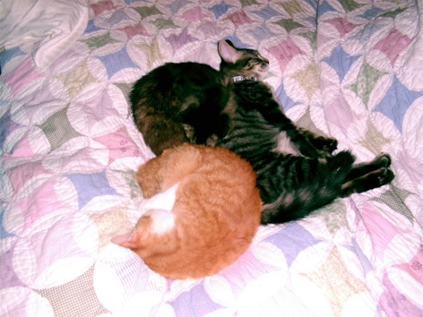 Kitty Pile #2